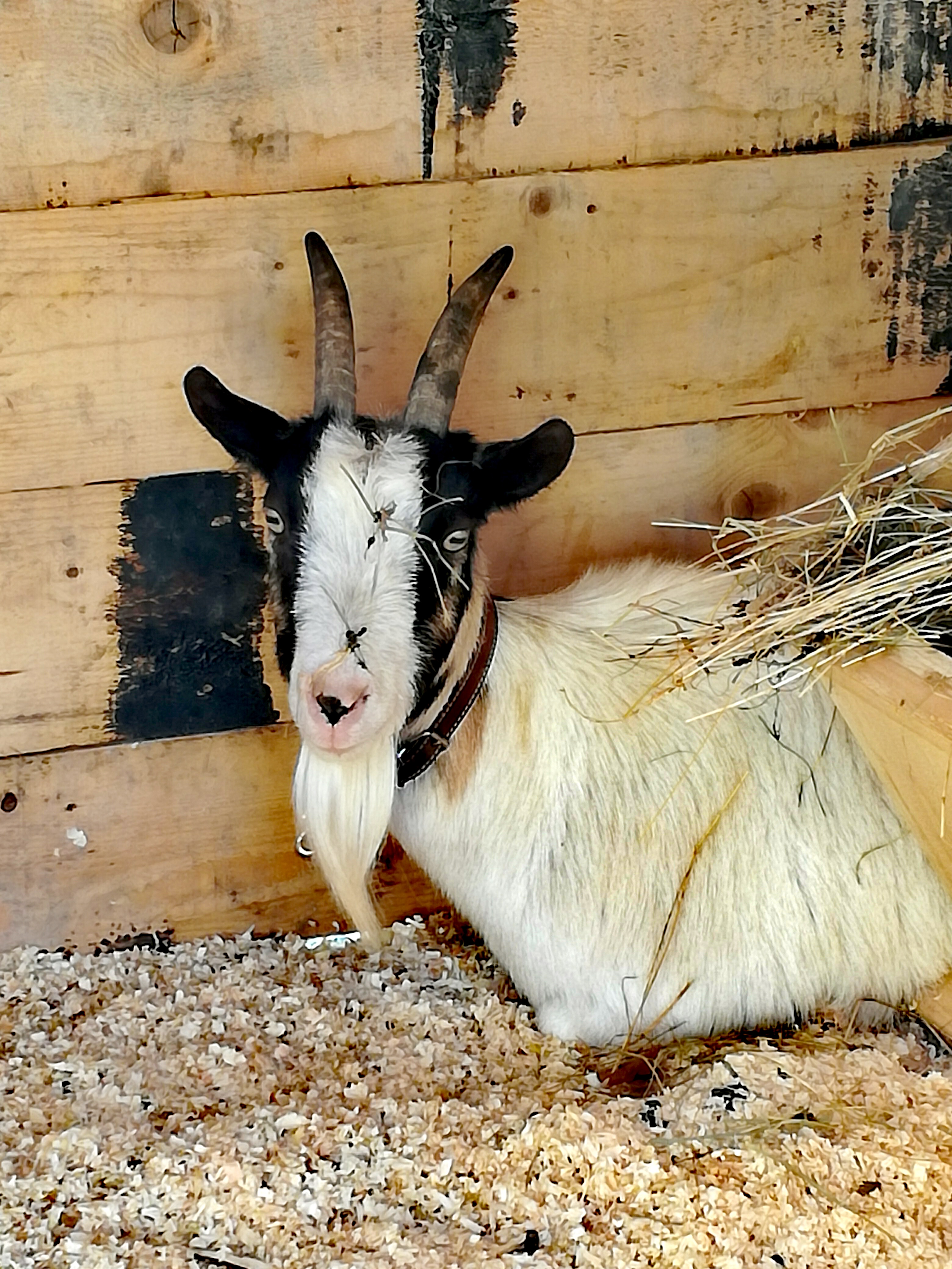 Vi Presento Loretta: La Capretta, Futura Mamma